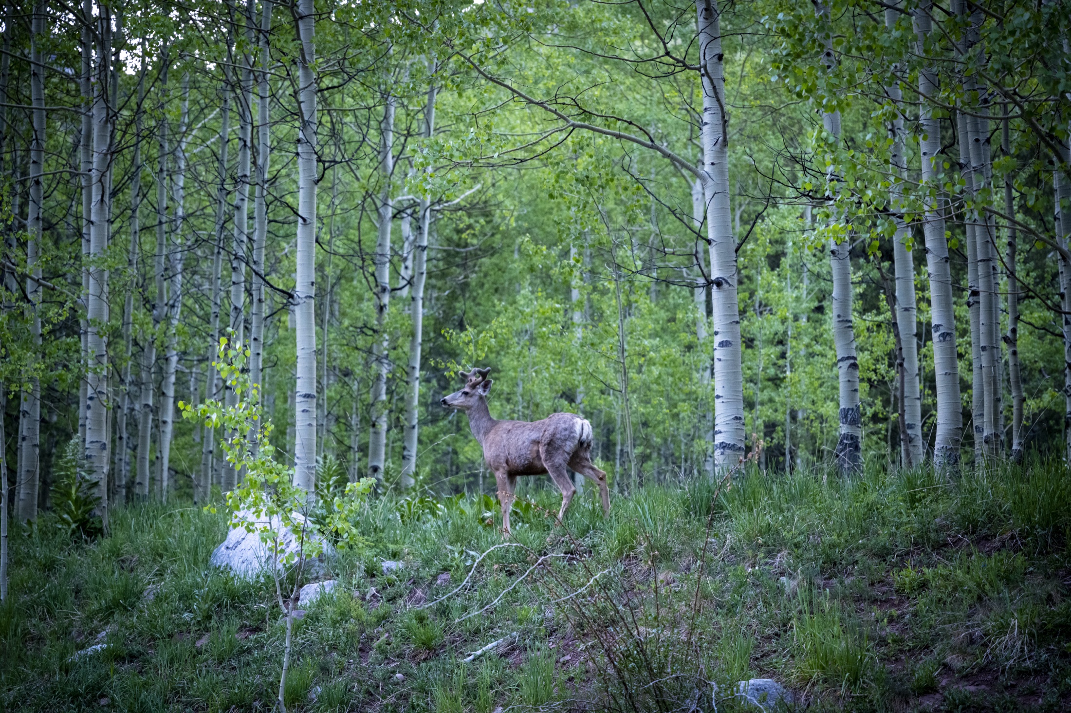 Mule deer in the aspens