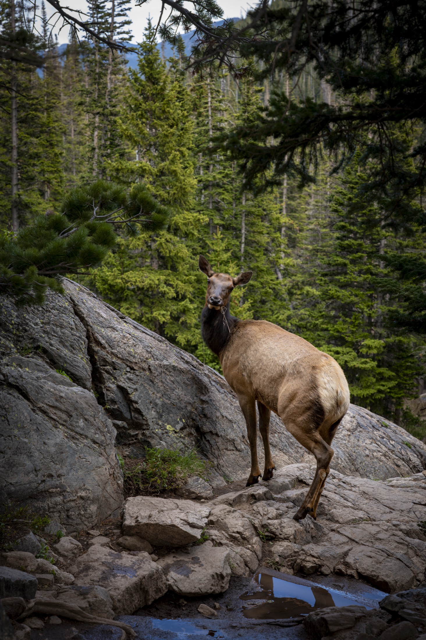 Elk on a granite slab