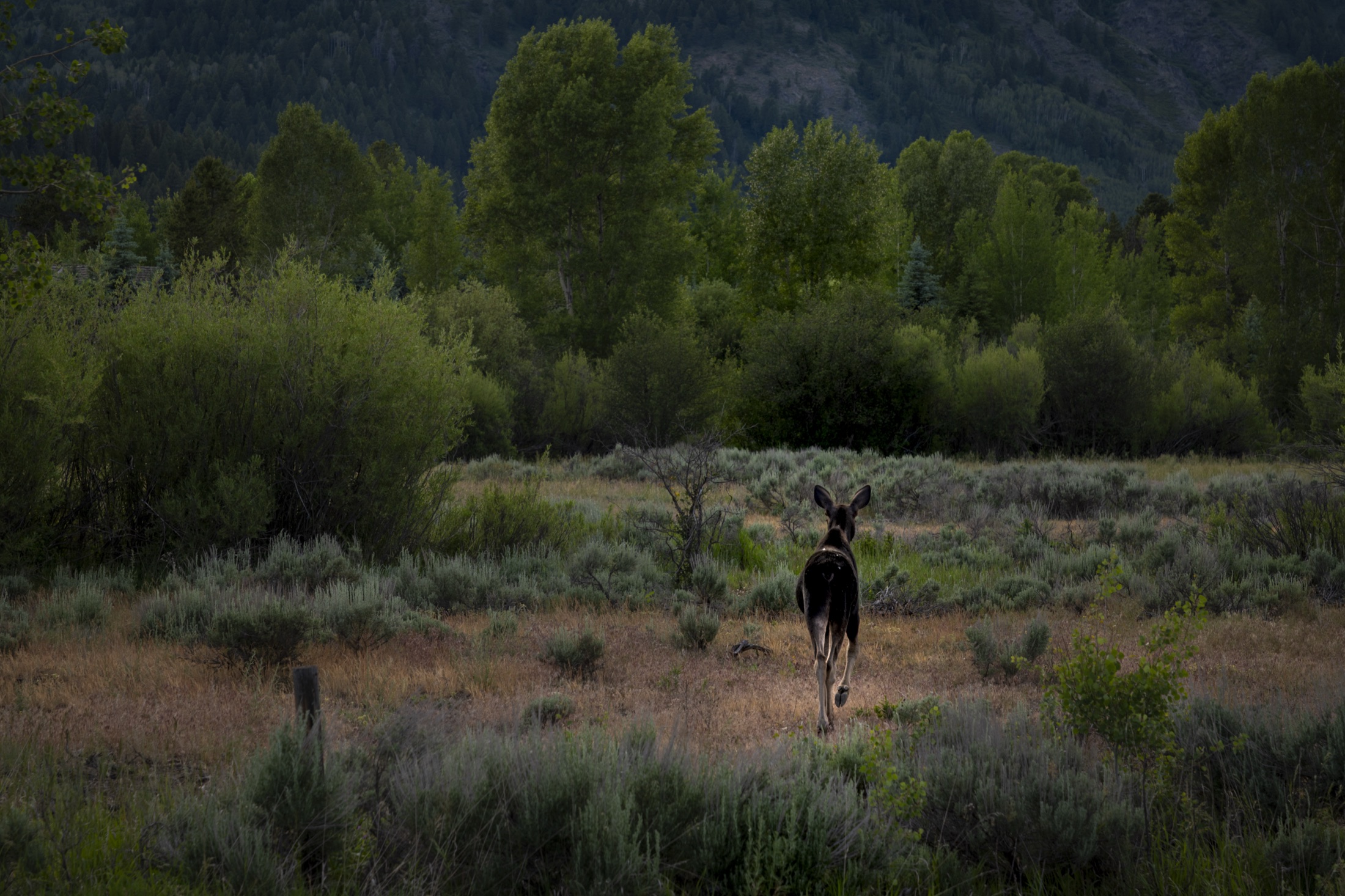 A moose in the willows at dusk