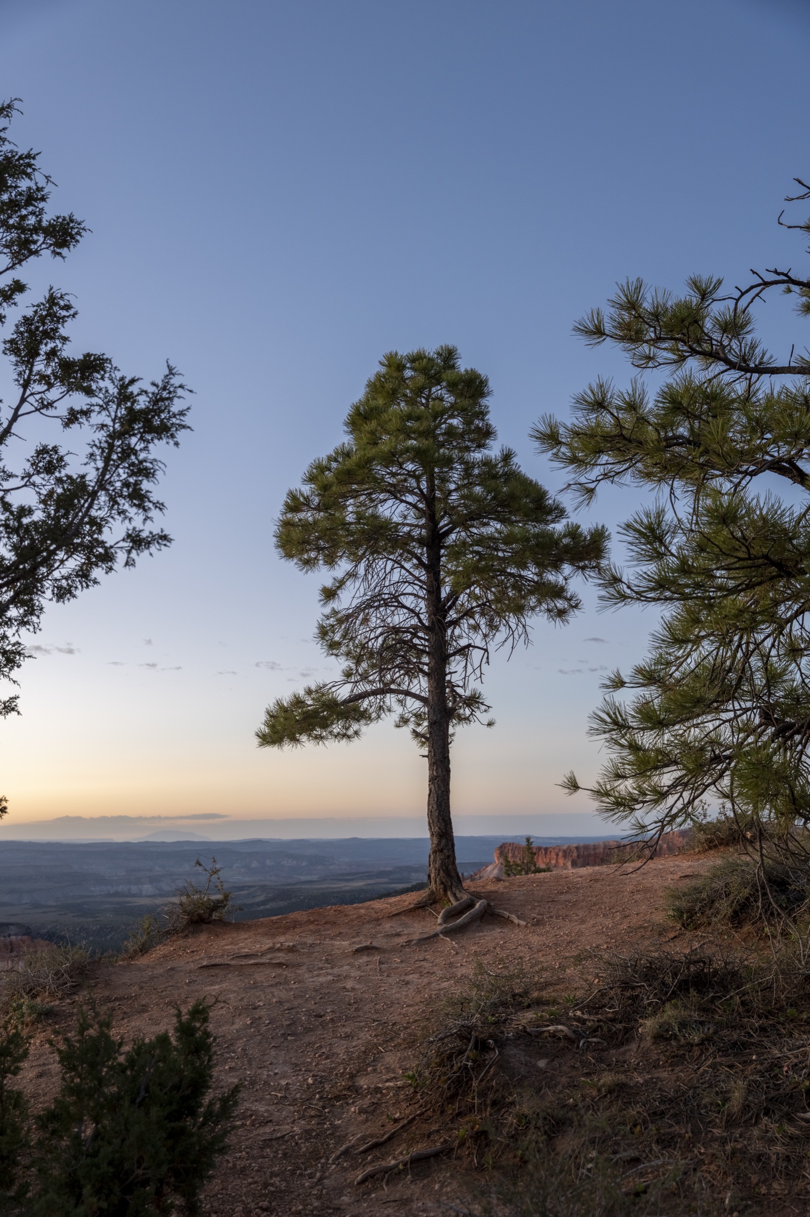 Ponderosa on the rim
