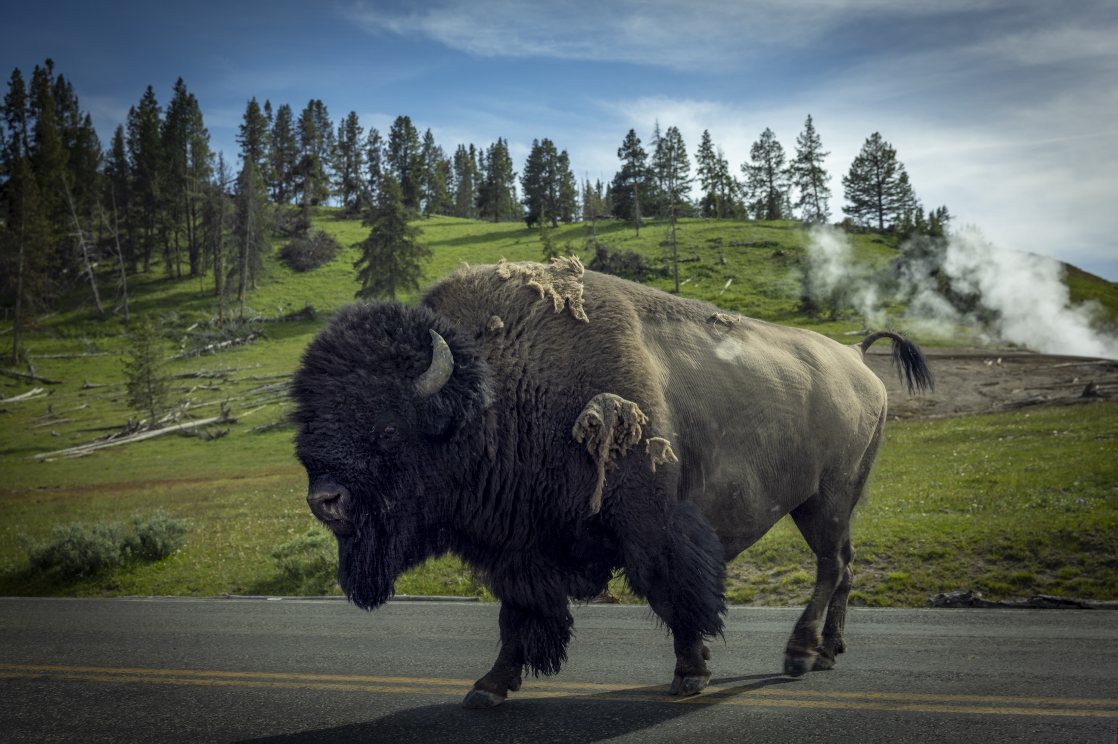 Bison on the road