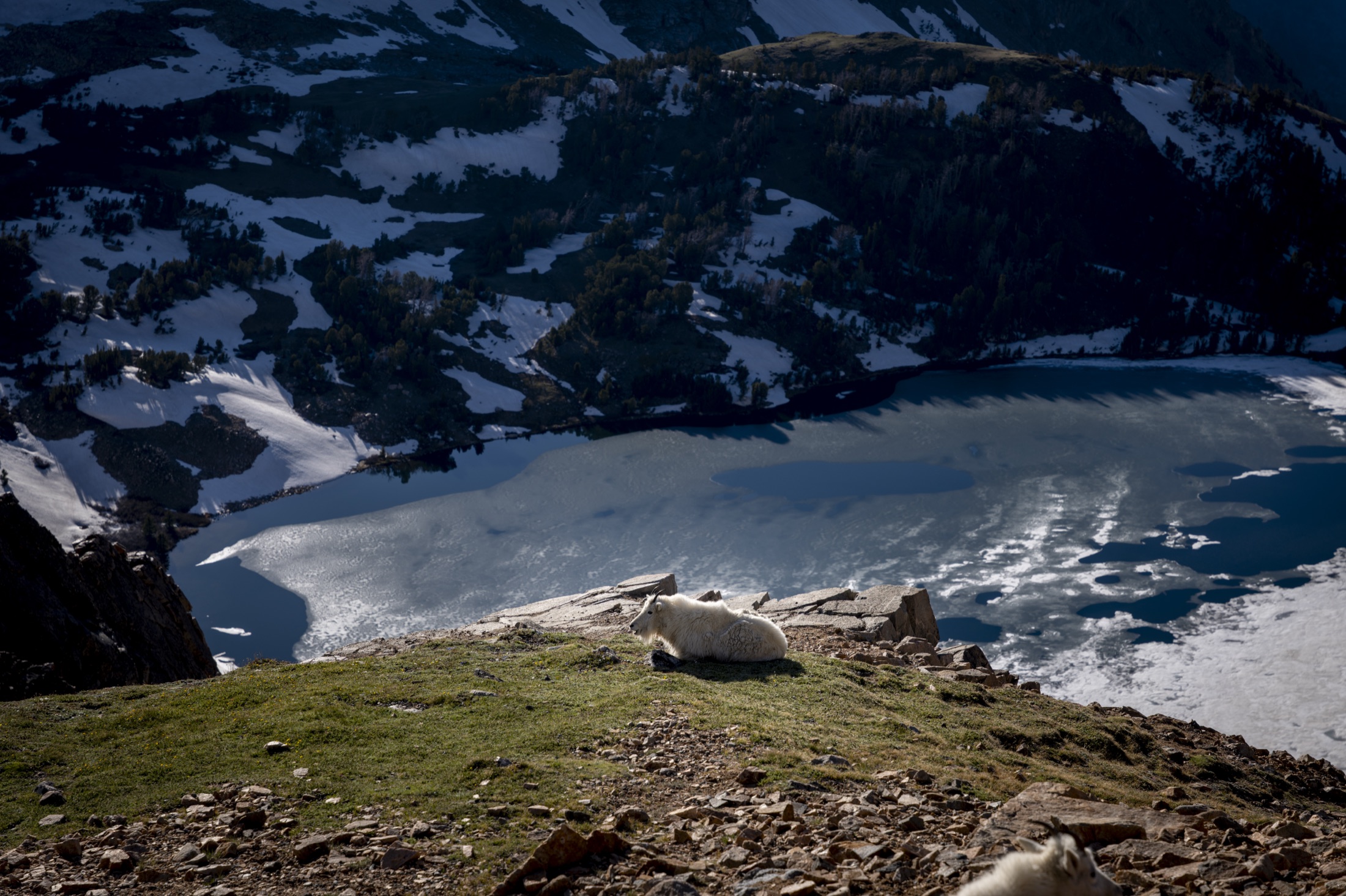 Mountain goat above a frozen lake