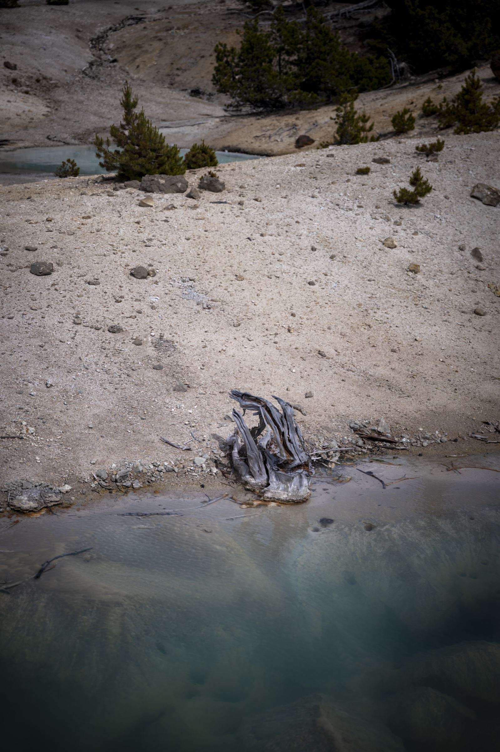 Driftwood beside a hot spring